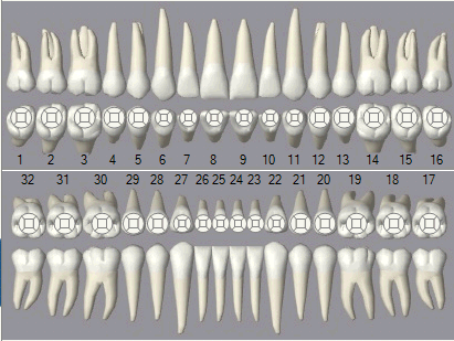 Tooth Color Chart Printable